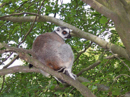03 Lemur